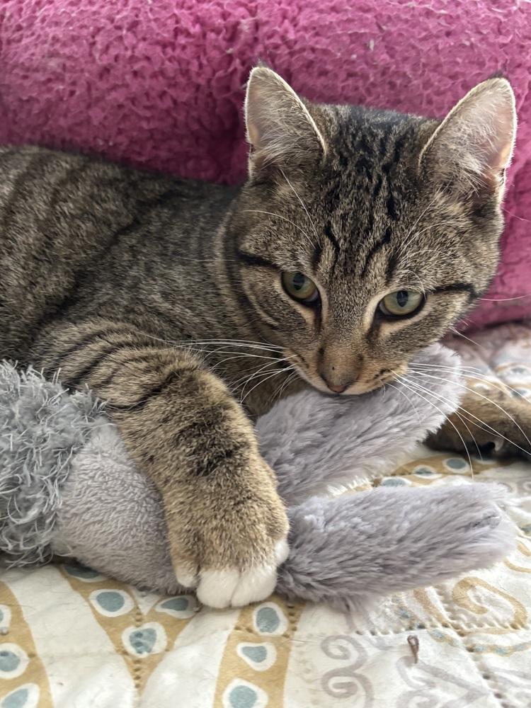 Enlarge MICK, a Adoptable mixed breed in New Woodstock, NY image 2/6