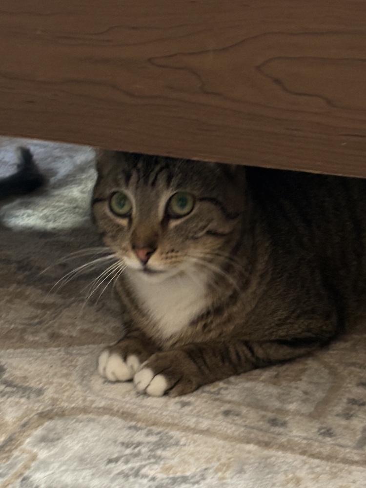 MICK, Adoptable, Young Male Domestic Short Hair.