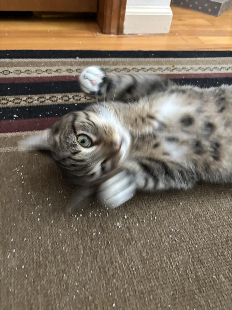 Enlarge MICK, a Adoptable mixed breed in New Woodstock, NY image 3/6