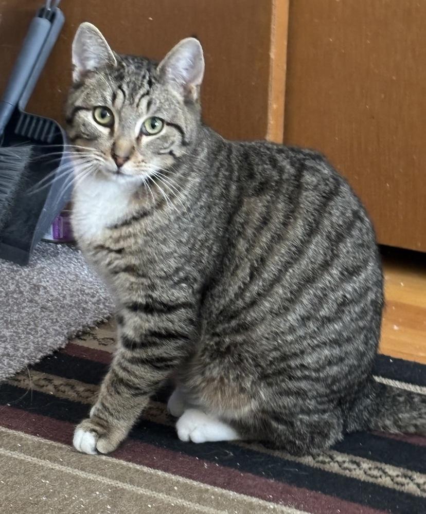 Enlarge MICK, a Adoptable mixed breed in New Woodstock, NY image 4/6