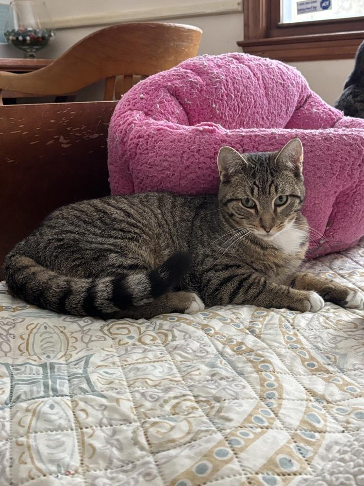 Enlarge MICK, a Adoptable mixed breed in New Woodstock, NY image 5/6