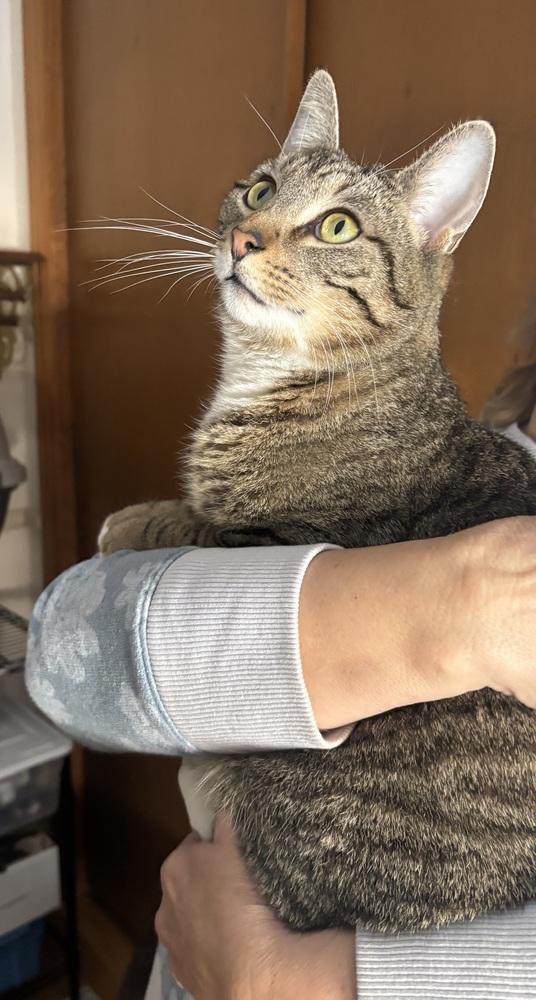 Enlarge MICK, a Adoptable mixed breed in New Woodstock, NY image 2/3