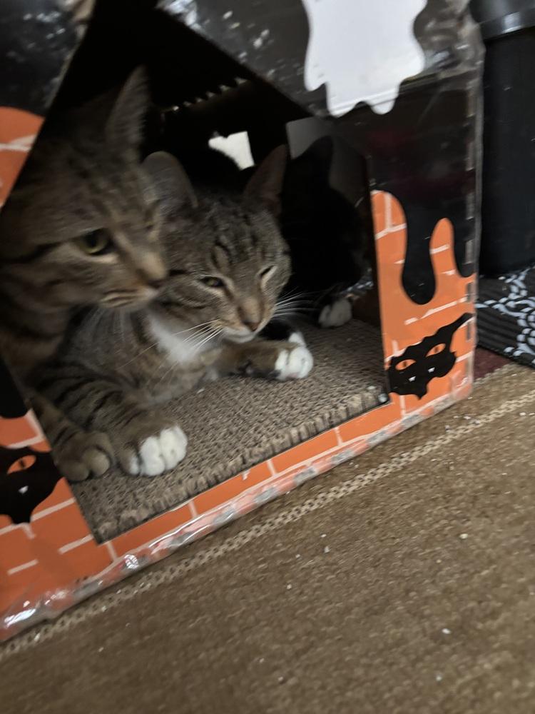 Enlarge MICK, a Adoptable mixed breed in New Woodstock, NY image 6/6