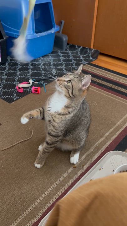 Enlarge MICK, a Adoptable mixed breed in New Woodstock, NY video 3/3