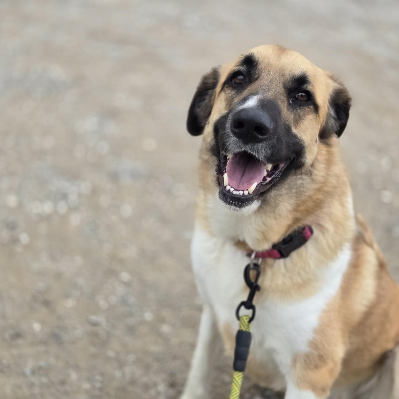 Dolce, a Adoptable mixed breed in Mansfield, TX image 2/4