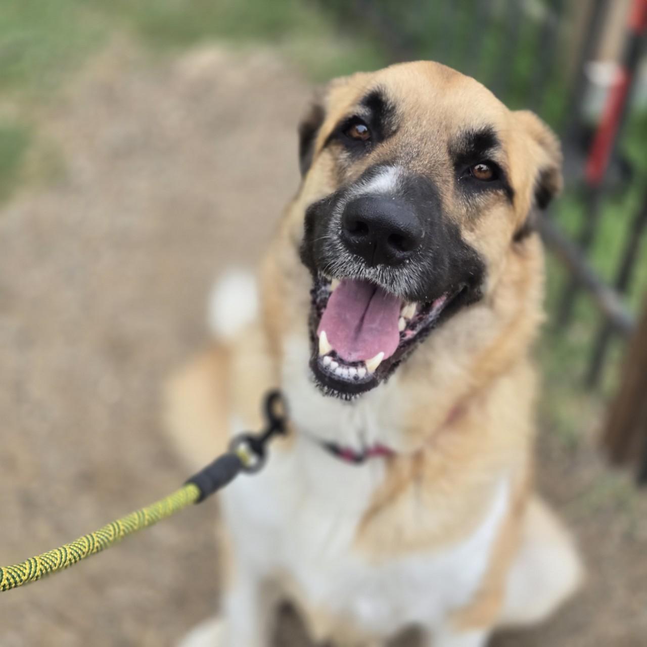 Dolce, a Adoptable mixed breed in Mansfield, TX image 3/4