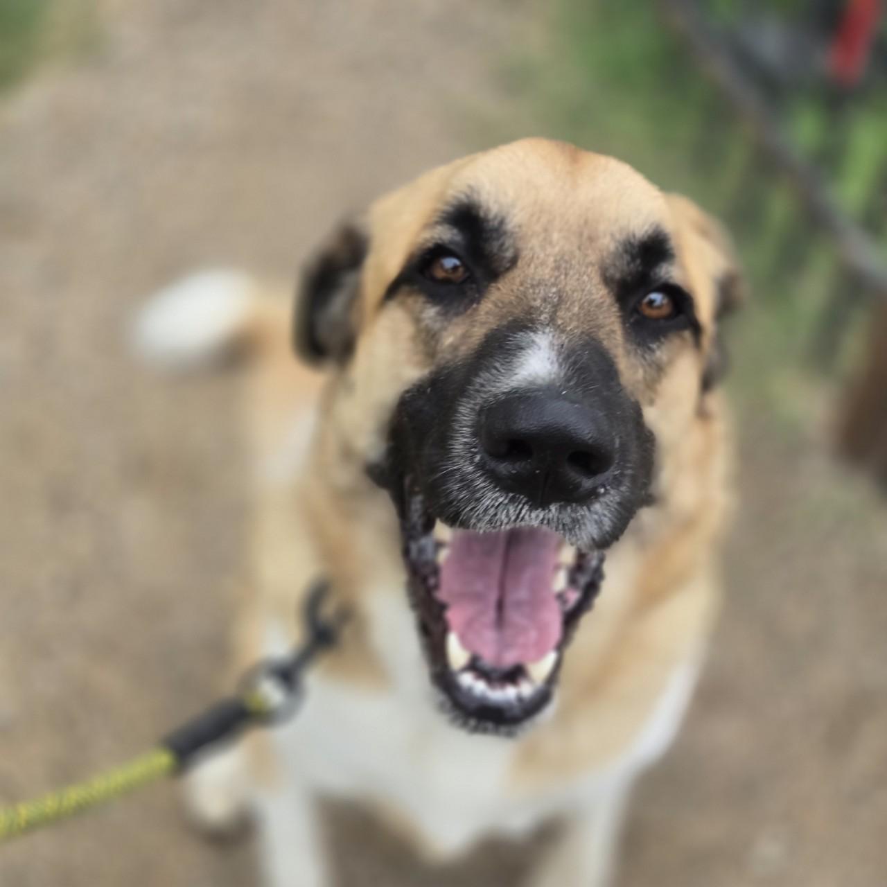 Dolce, Adoptable, Adult Female Anatolian Shepherd & Great Pyrenees.