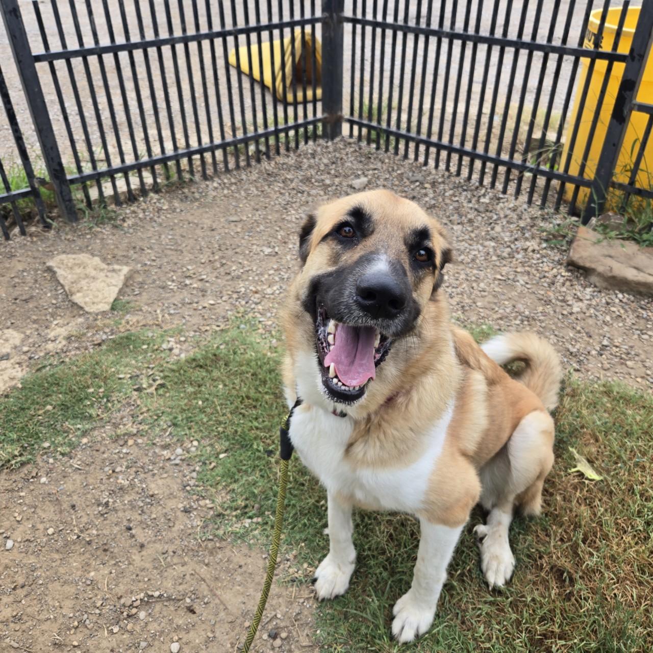 Dolce, a Adoptable mixed breed in Mansfield, TX image 4/4