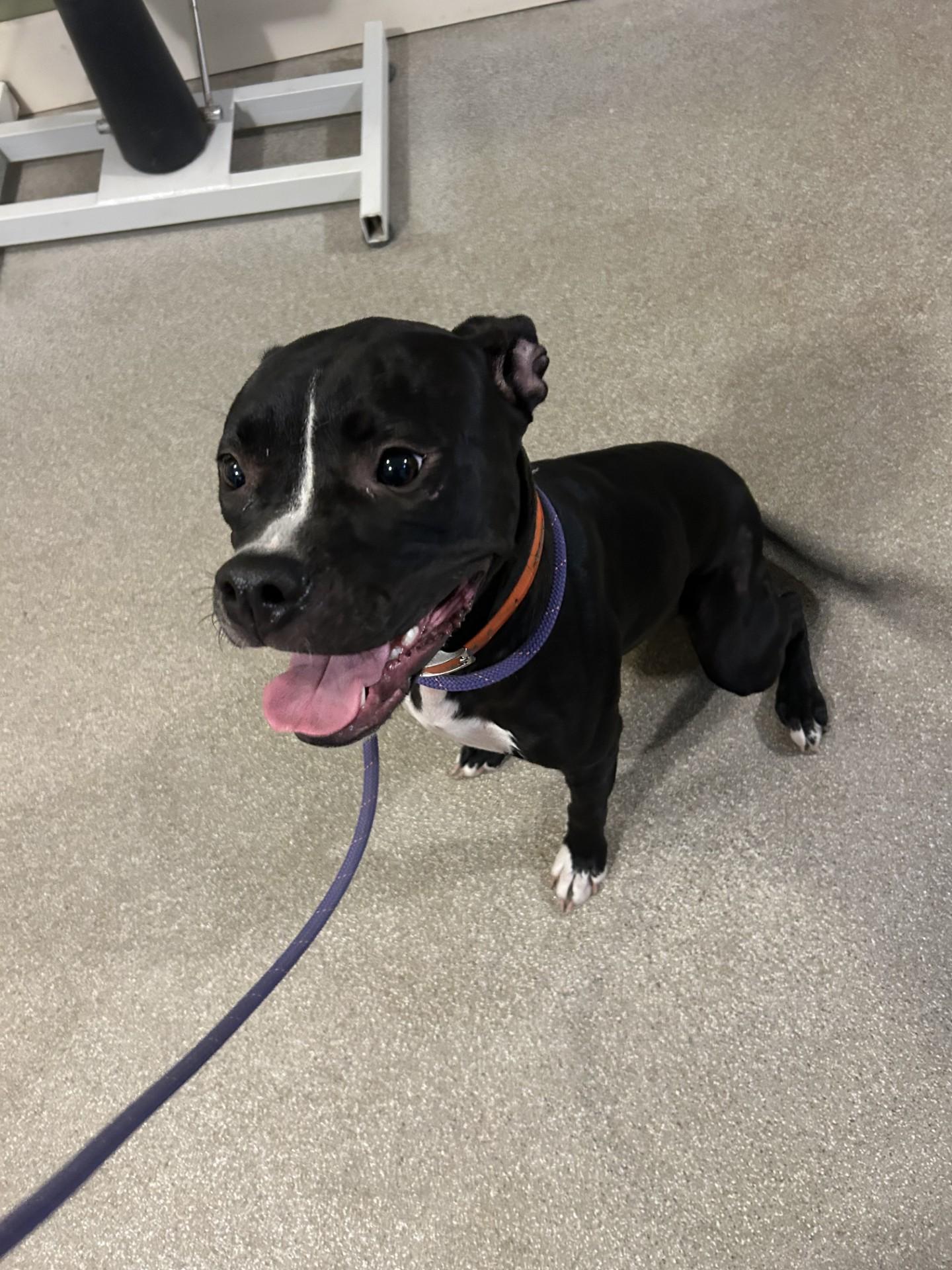Enlarge Sophia, a Adoptable mixed breed in Baldwin, MI image 1/1