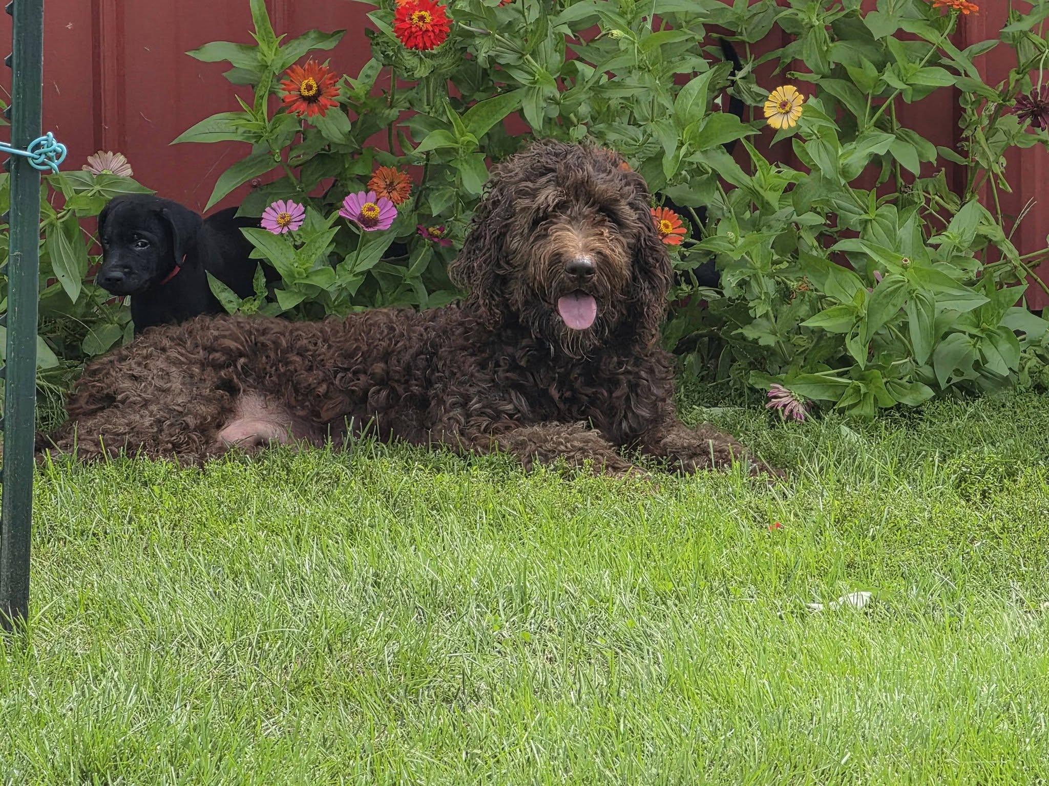 Koda, ADOPTABLE, Adult Female Labradoodle.