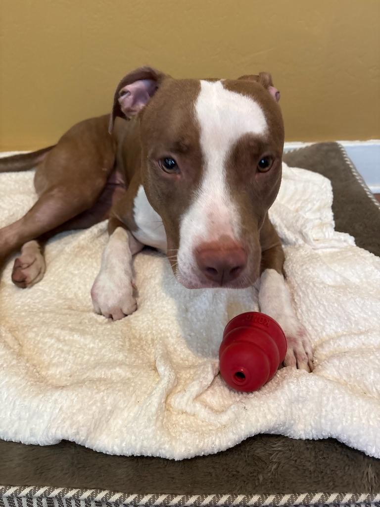 Enlarge Kiara (Kiki), a Adoptable mixed breed in Lakeside, CA image 5/5