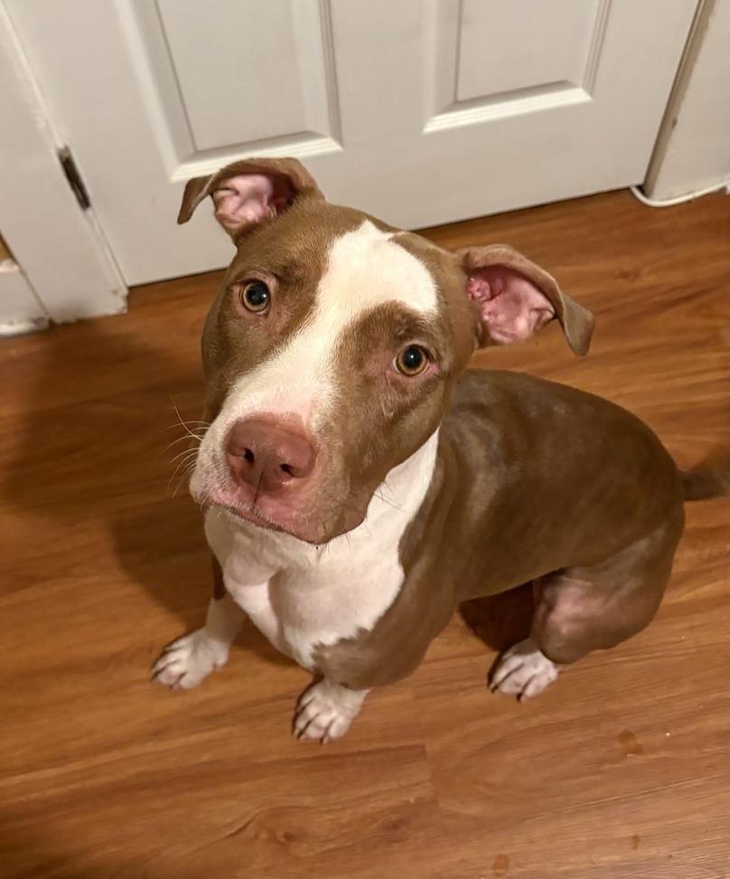 Enlarge Kiara (Kiki), a Adoptable mixed breed in Lakeside, CA image 4/5