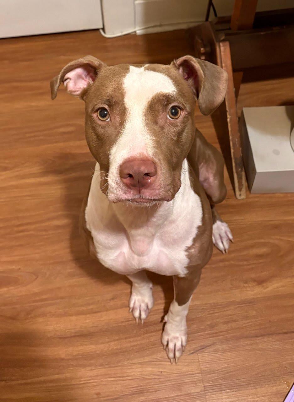 Enlarge Kiara (Kiki), a Adoptable mixed breed in Lakeside, CA image 2/5