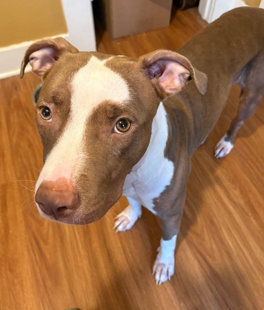 Enlarge Kiara (Kiki), a Adoptable mixed breed in Lakeside, CA image 1/5