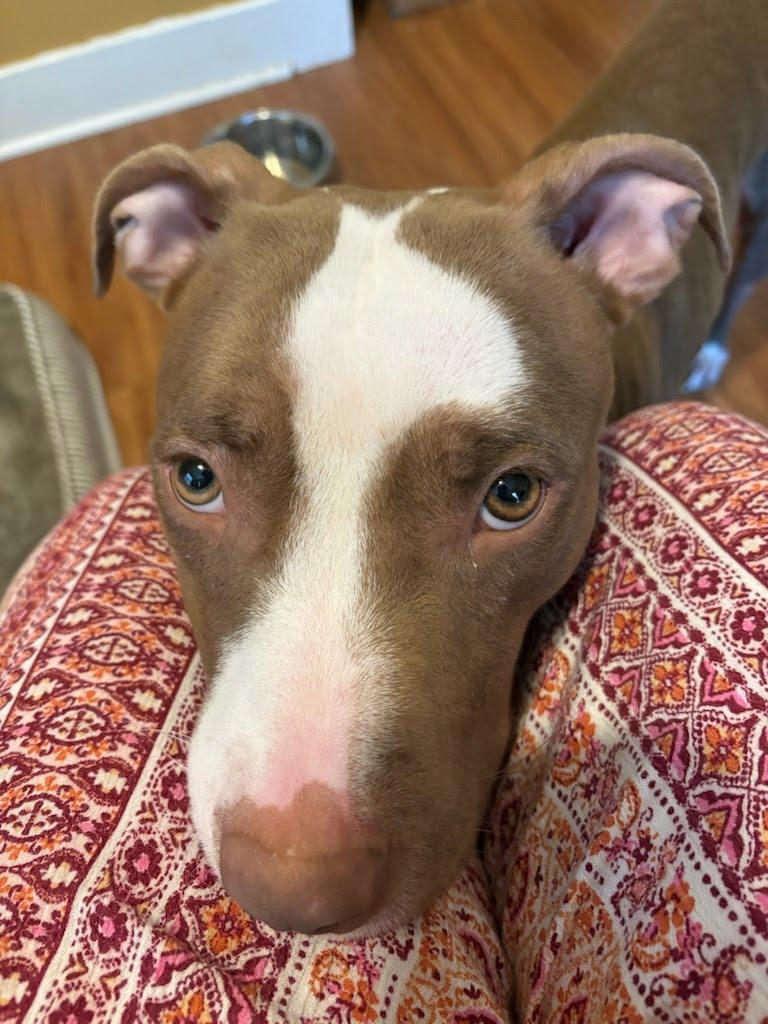Enlarge Kiara (Kiki), a Adoptable mixed breed in Lakeside, CA image 3/5