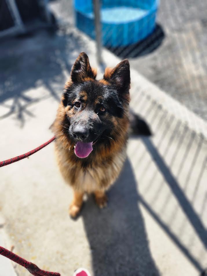 Howie, Adult Male German Shepherd Dog