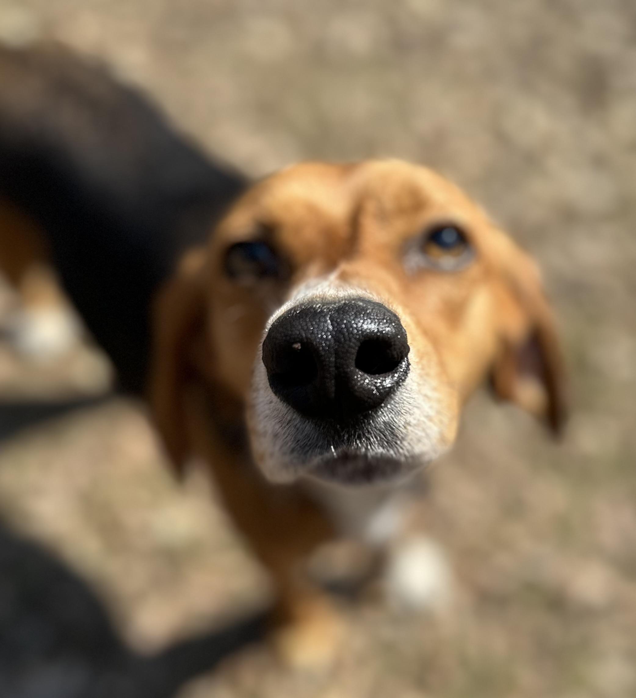 Abraham, ADOPTABLE, Adult Male Beagle.