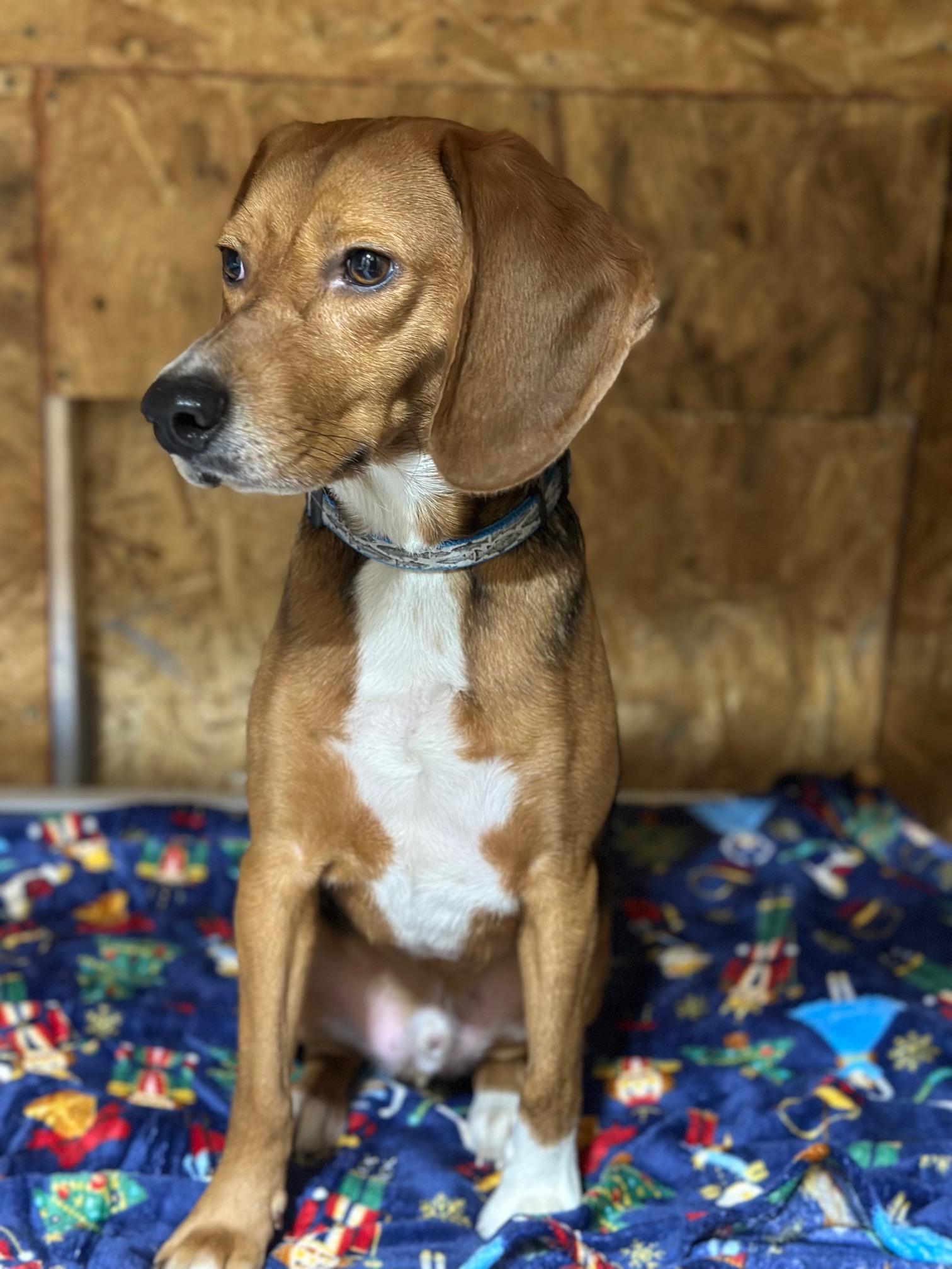 Abraham, a ADOPTABLE Beagle in Clarksville, VA image 2/5