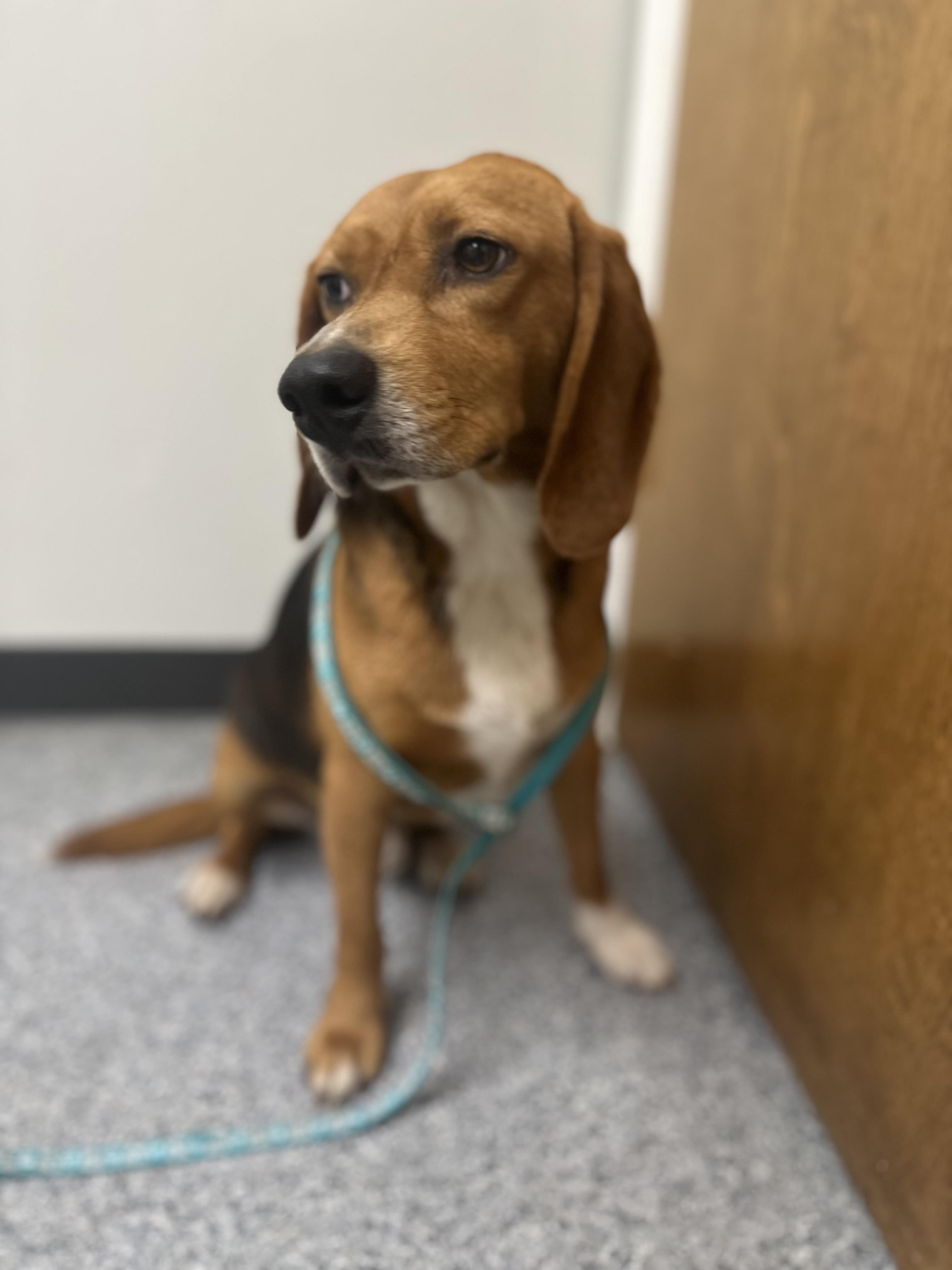 Enlarge Abraham, a ADOPTABLE Beagle in Clarksville, VA image 6/6
