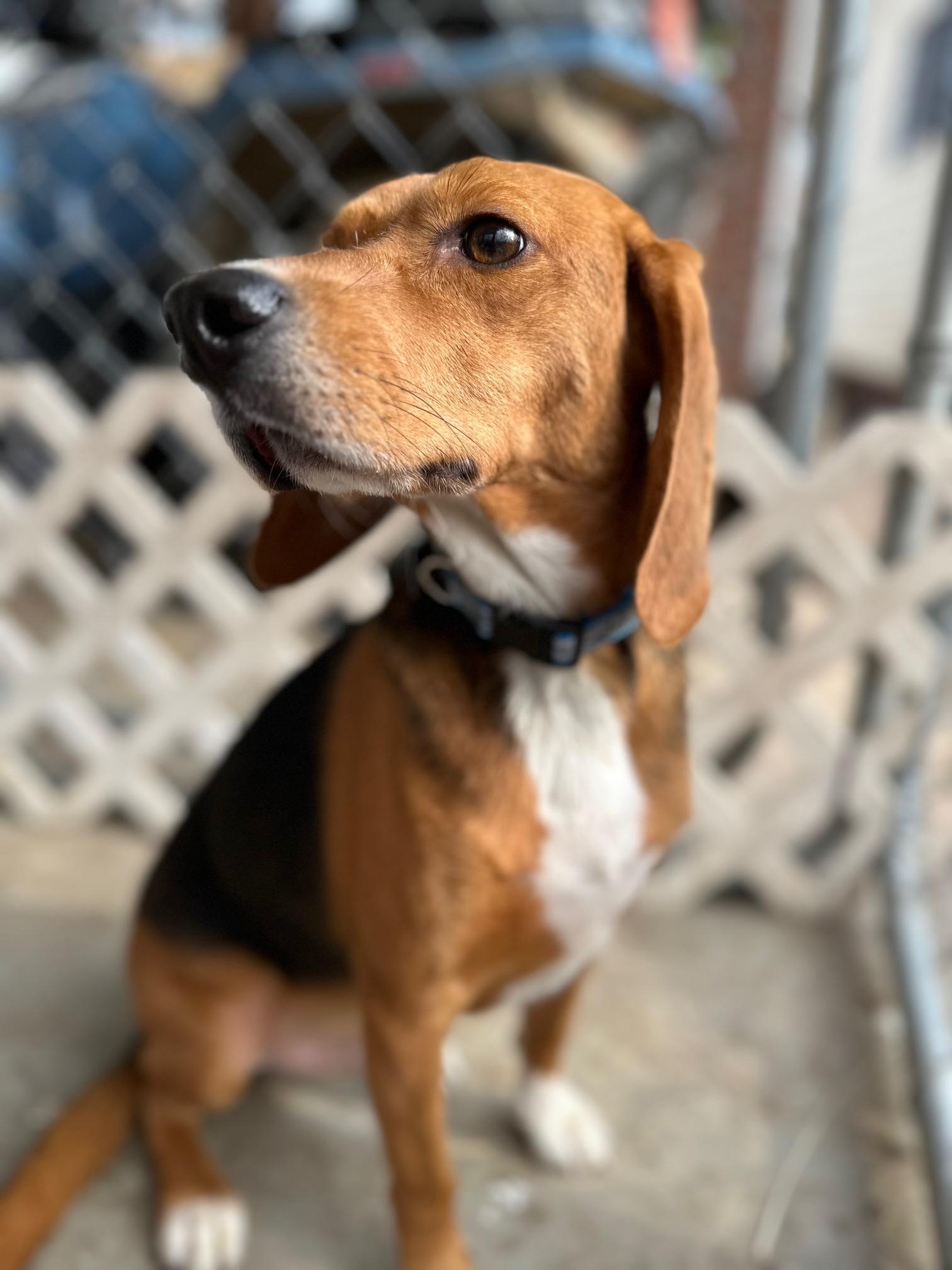 Abraham, a ADOPTABLE Beagle in Clarksville, VA image 1/5