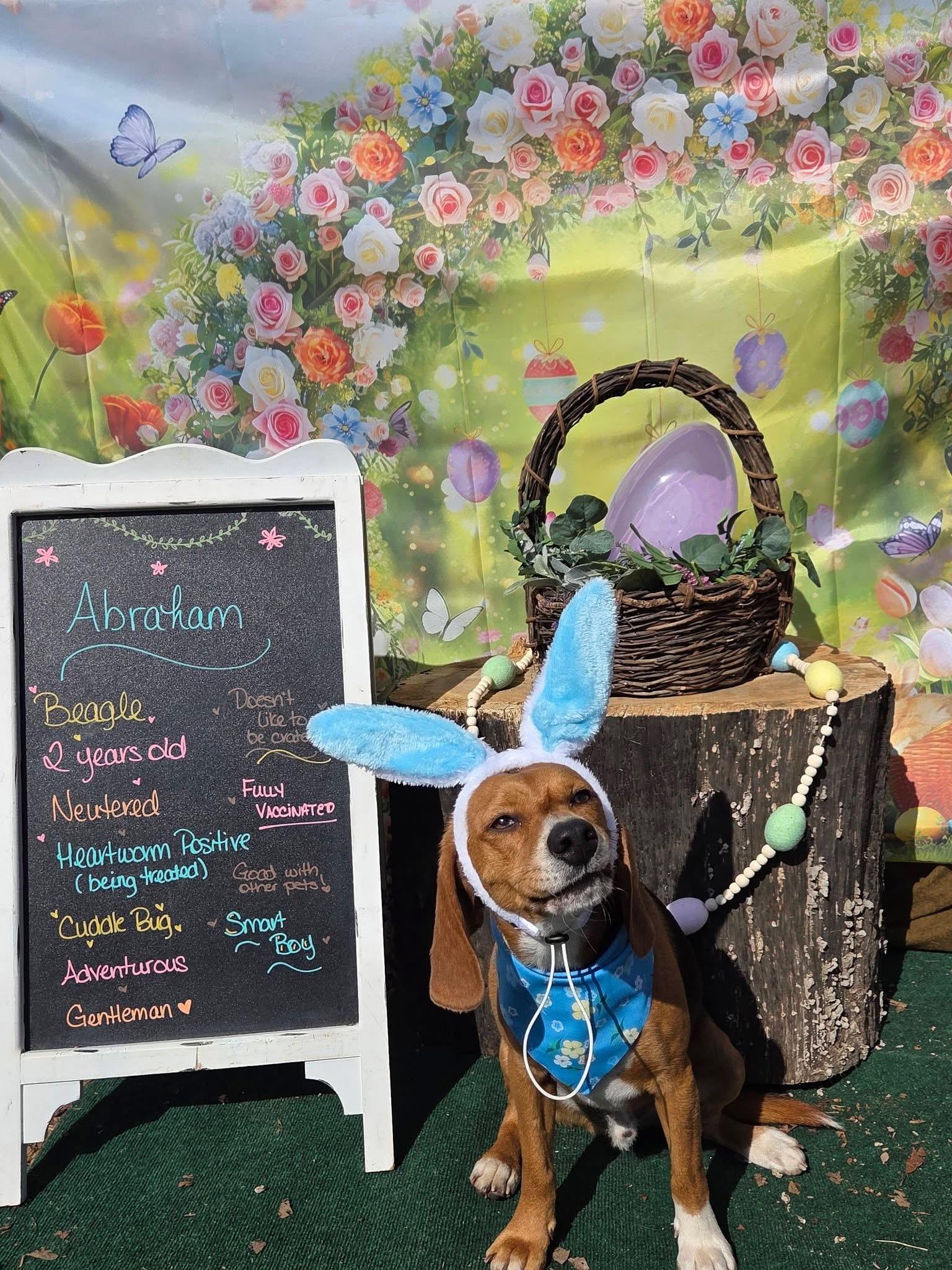 Abraham, a ADOPTABLE Beagle in Clarksville, VA image 5/5