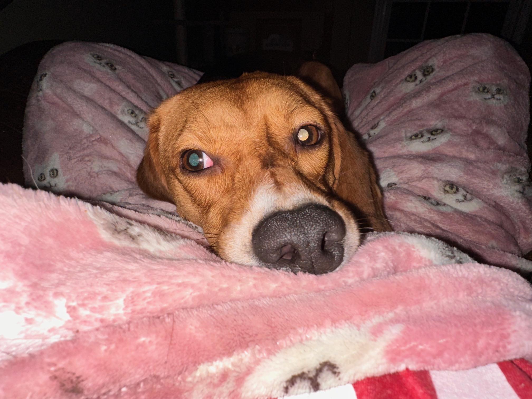 Abraham, a ADOPTABLE Beagle in Clarksville, VA image 4/5