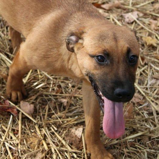 Thompson, Adoptable, Puppy Male Mixed Breed.