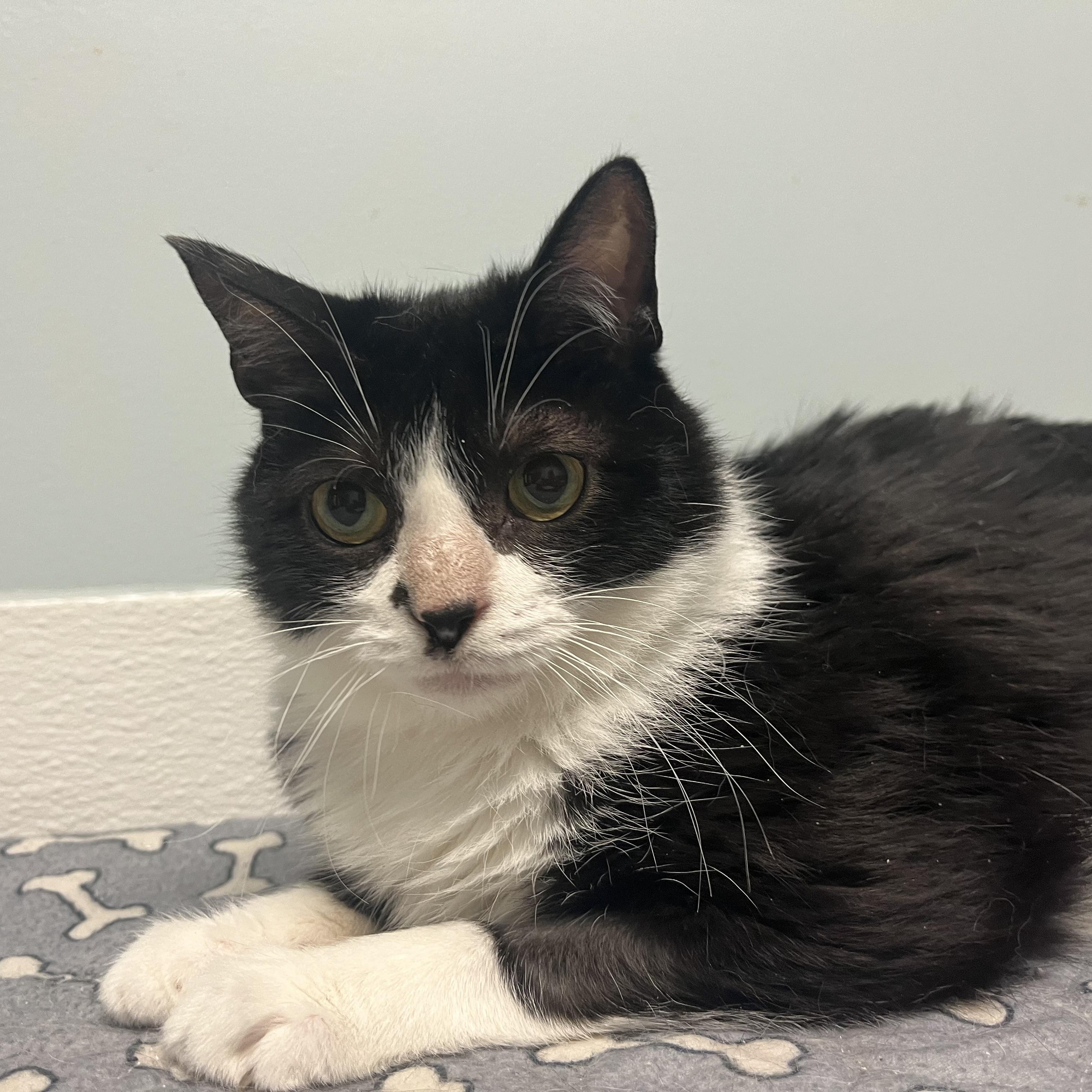 Bobby, Adoptable, Young Male Domestic Short Hair.