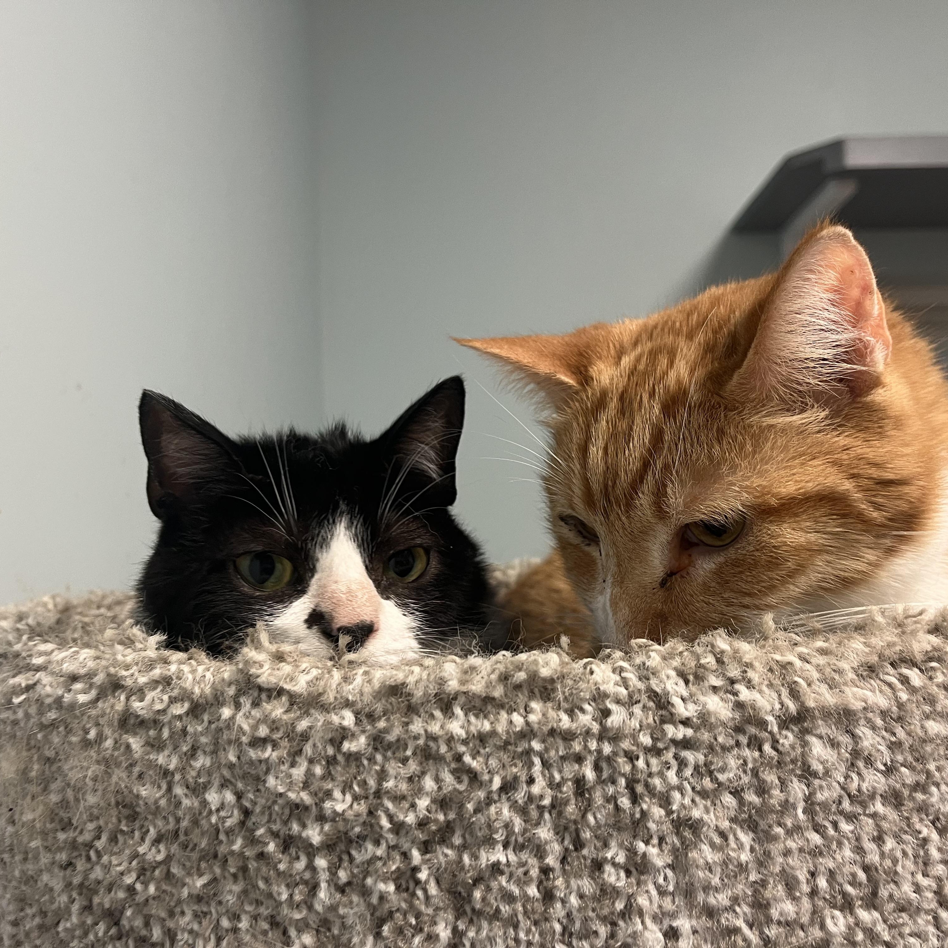 Bobby, a Adoptable Domestic Short Hair in Monroe, OH image 4/5