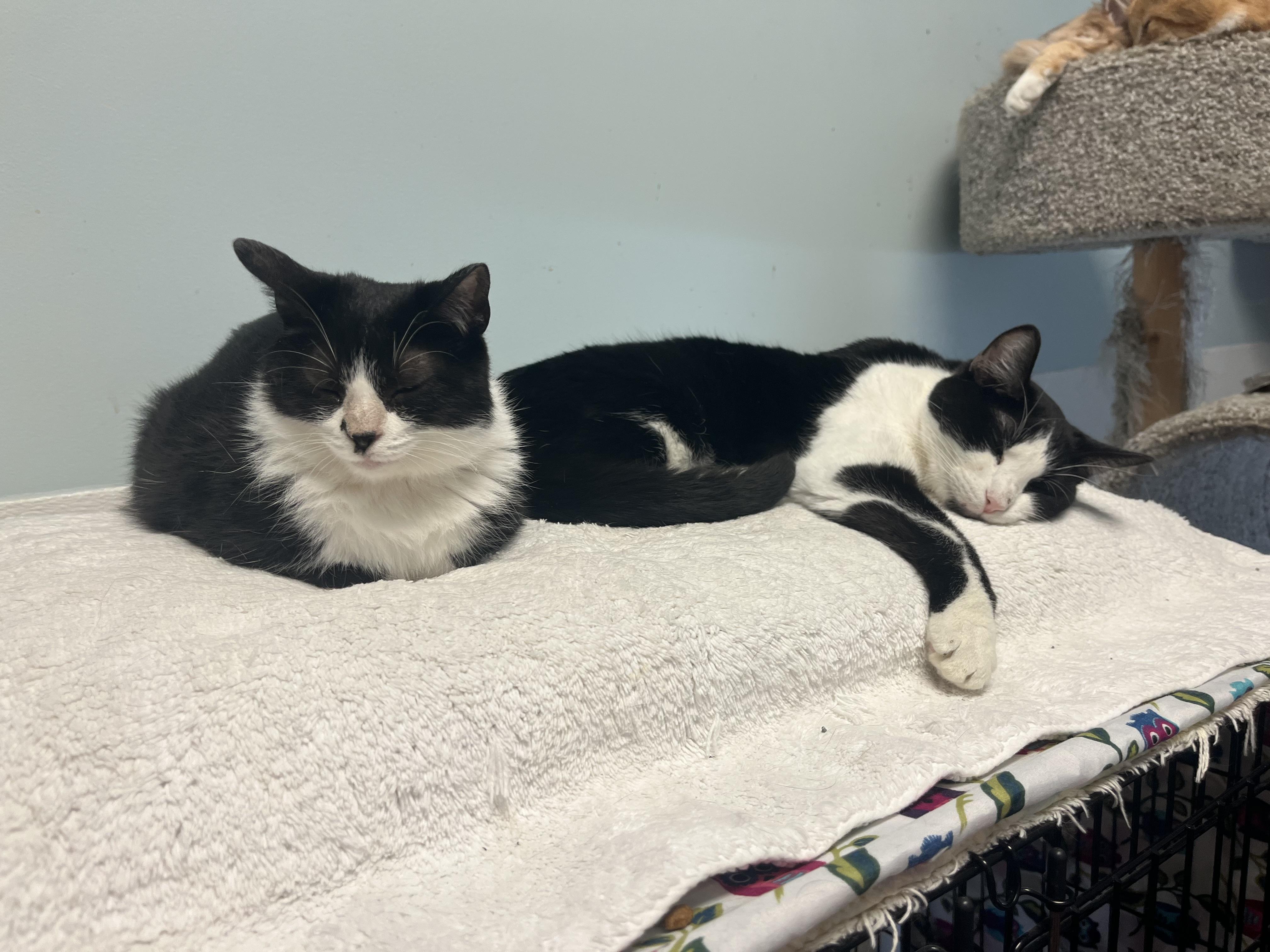 Bobby, a Adoptable Domestic Short Hair in Monroe, OH image 5/5