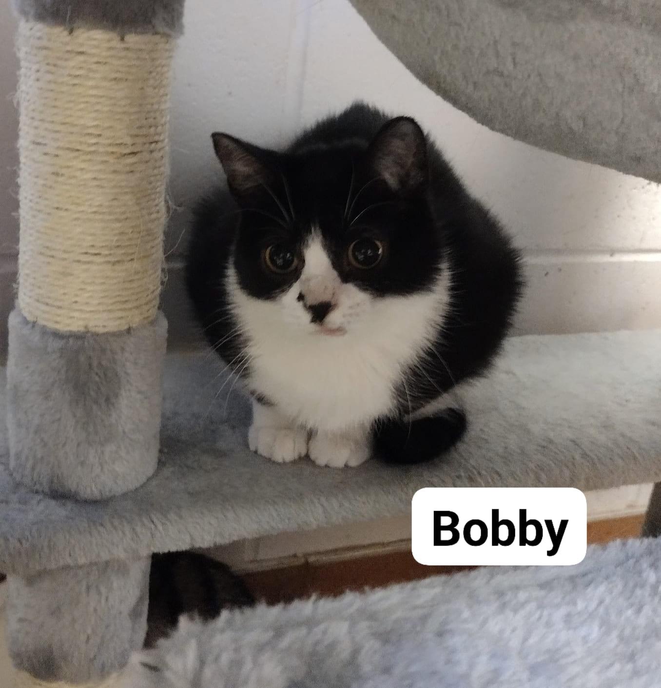 Enlarge Bobby, a Adoptable Domestic Short Hair in Monroe, OH image 1/1