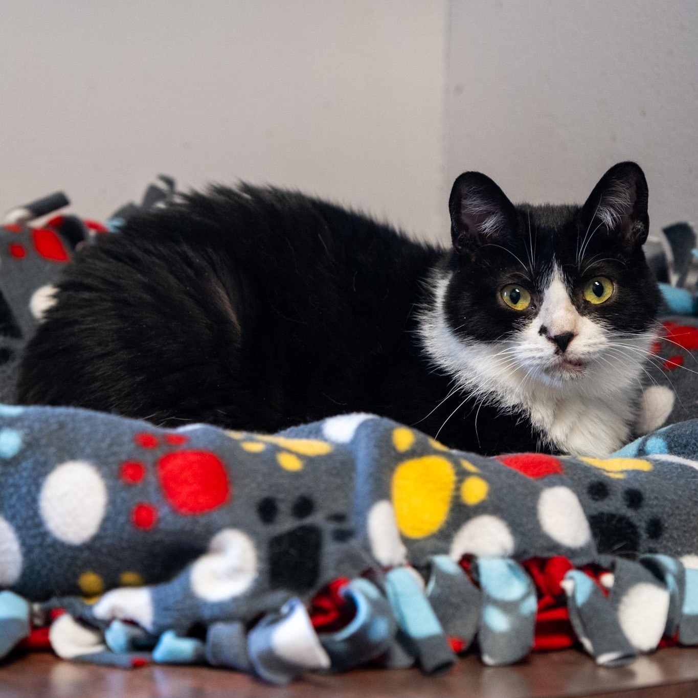 Bobby, a Adoptable Domestic Short Hair in Monroe, OH image 2/5