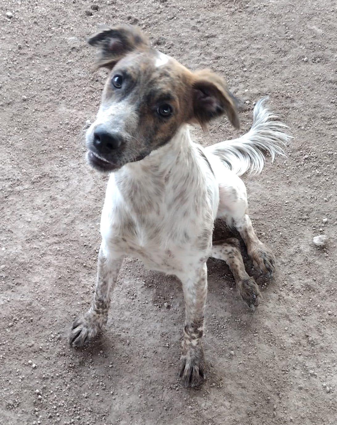 Sonic (2), an adoptable Mixed Breed in Mexicali, BCN, 21280 | Photo Image 4
