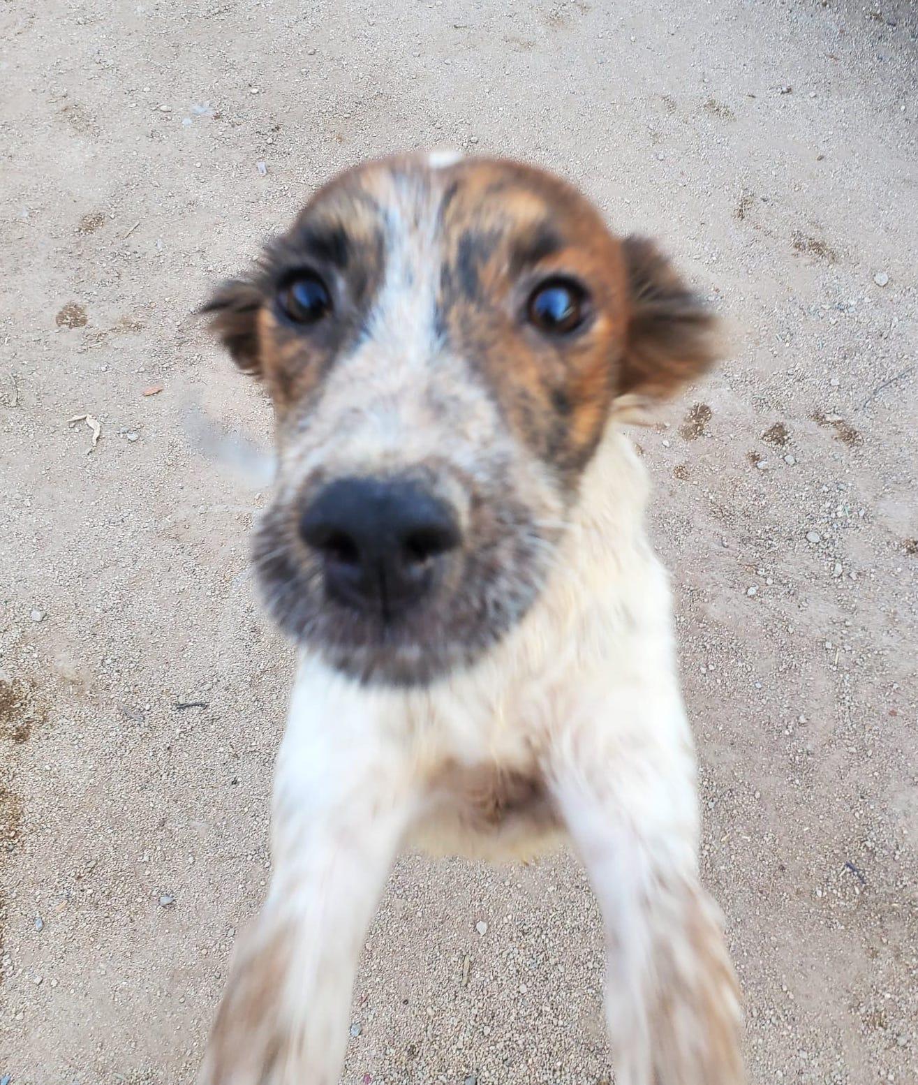 Sonic (2), an adoptable Mixed Breed in Mexicali, BCN, 21280 | Photo Image 3