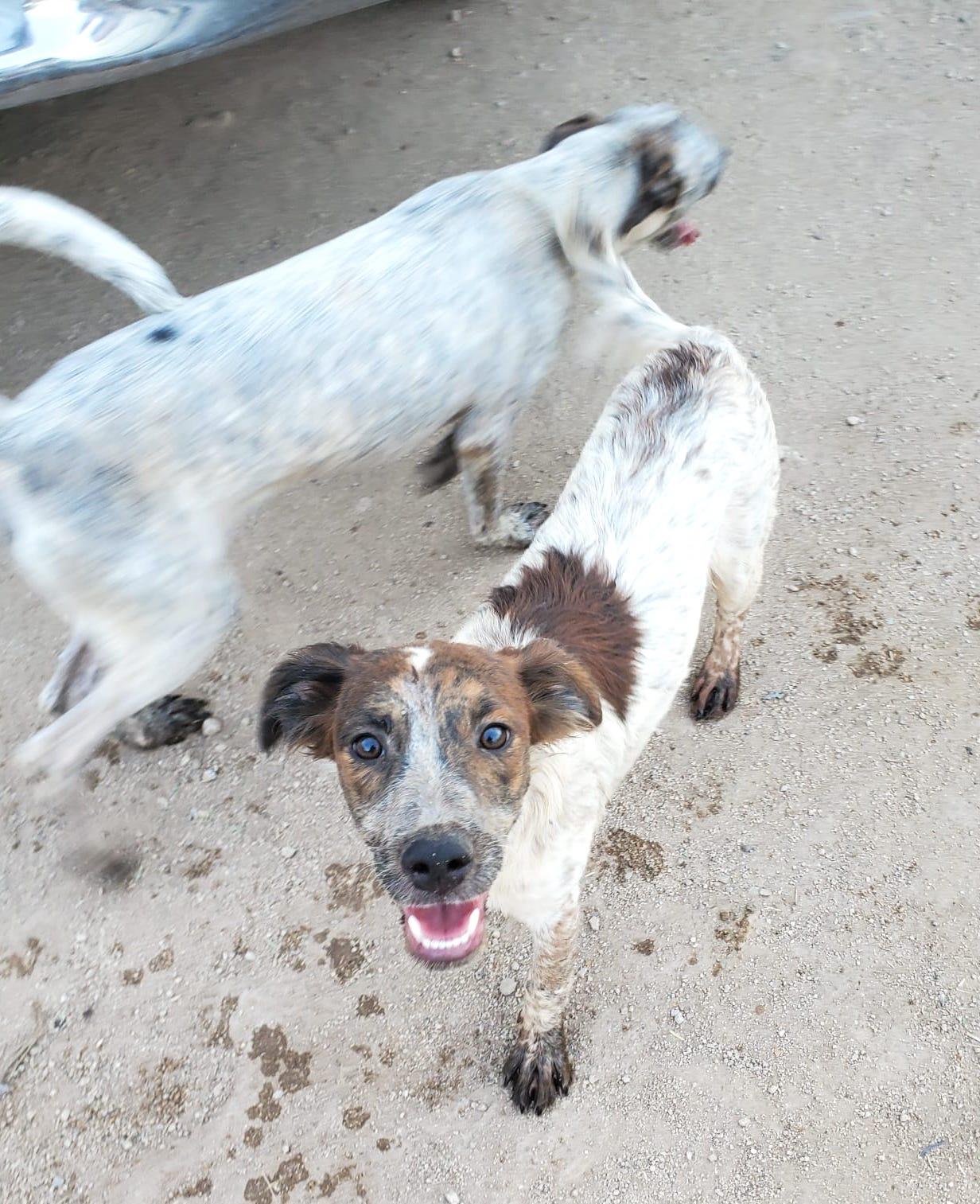 Sonic (2), an adoptable Mixed Breed in Mexicali, BCN, 21280 | Photo Image 2