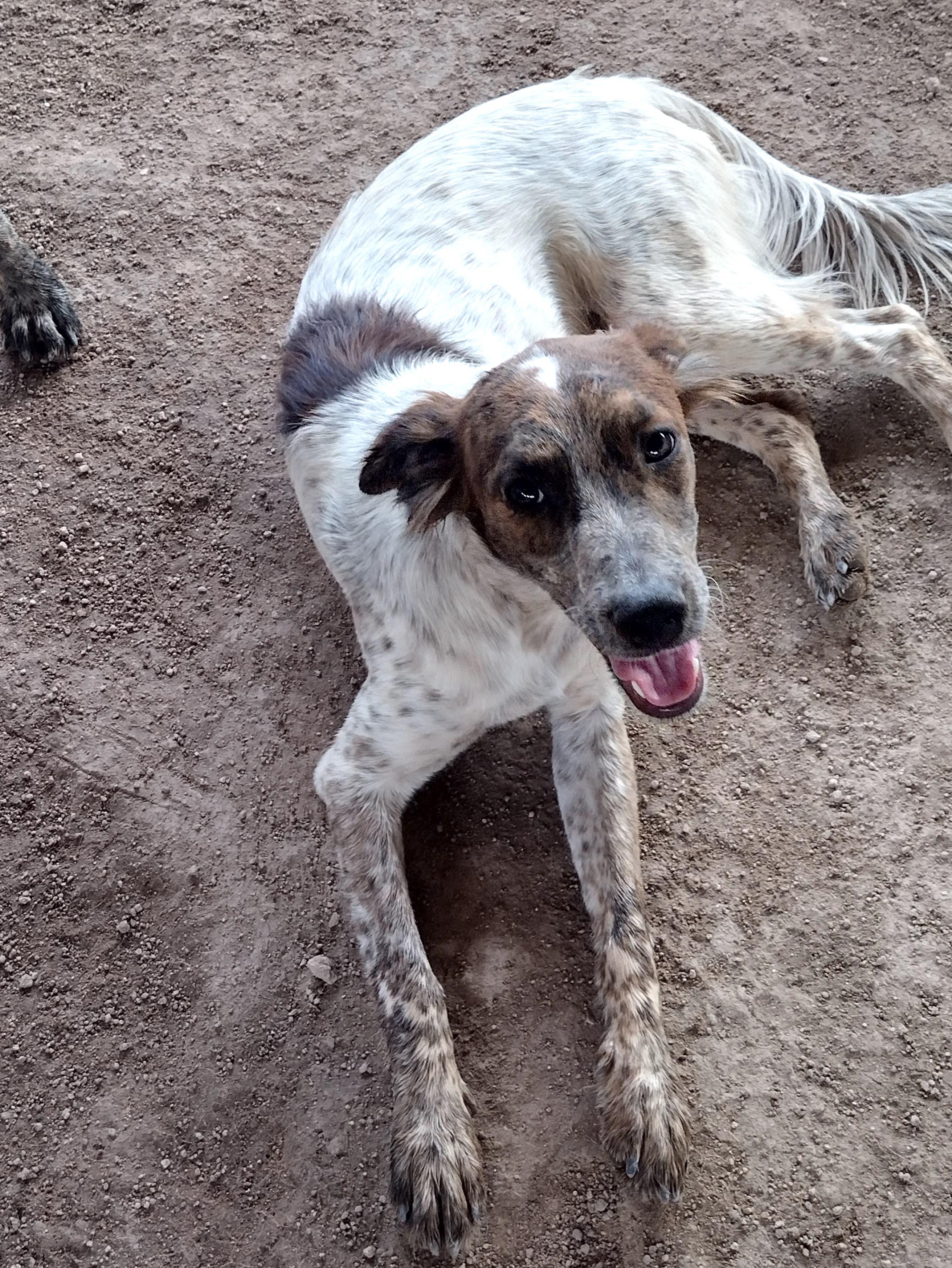 Sonic (2), an adoptable Mixed Breed in Mexicali, BCN, 21280 | Photo Image 3