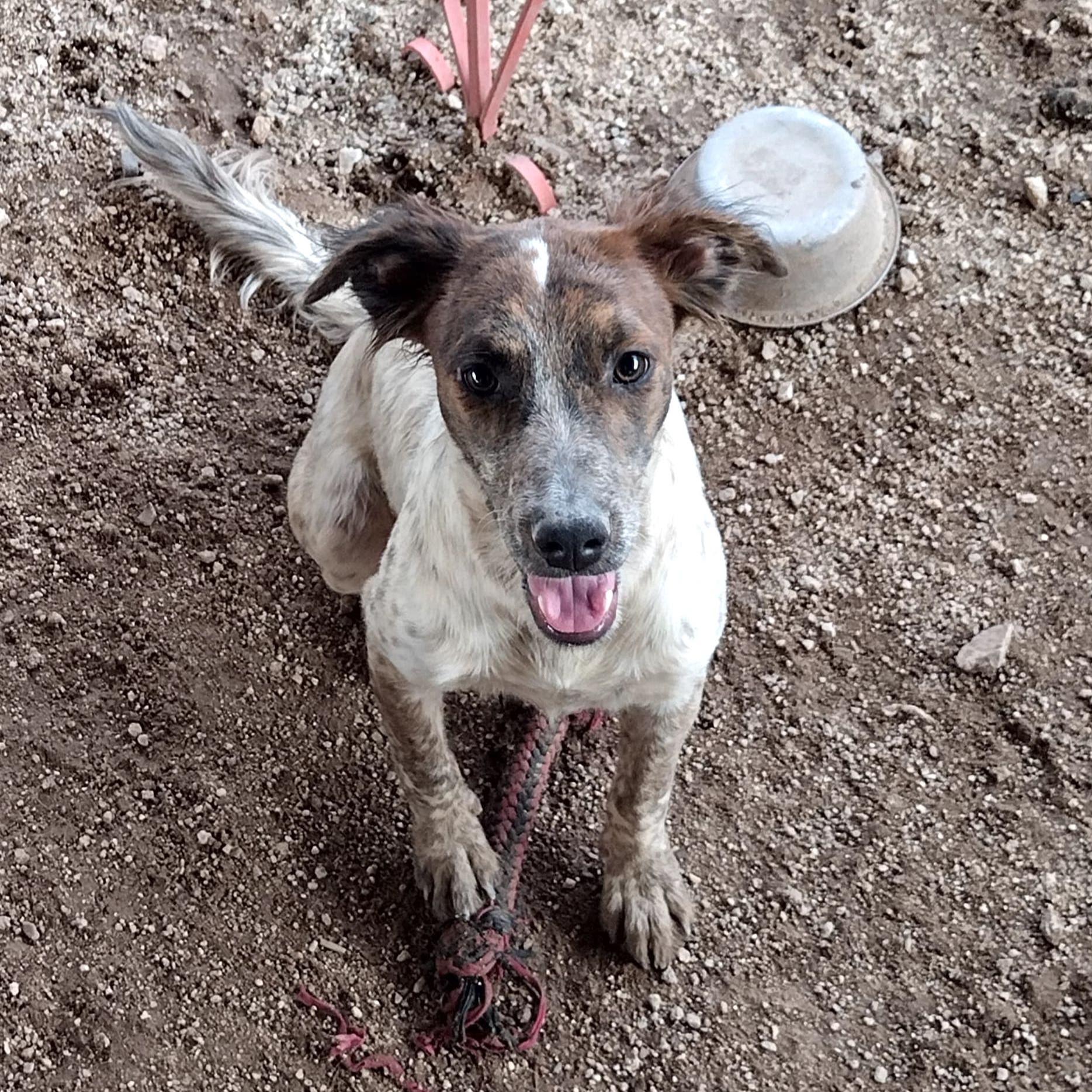 Sonic (2), an adoptable Mixed Breed in Mexicali, BCN, 21280 | Photo Image 1