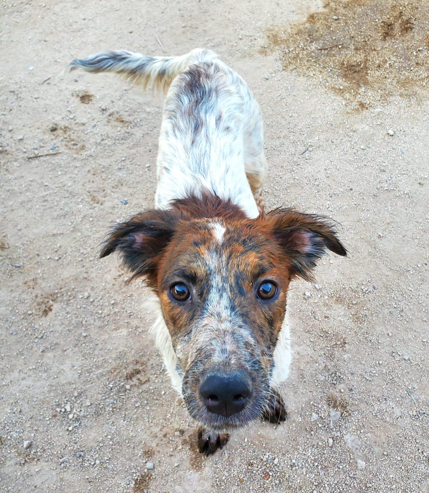 Sonic (2), an adoptable Mixed Breed in Mexicali, BCN, 21280 | Photo Image 5