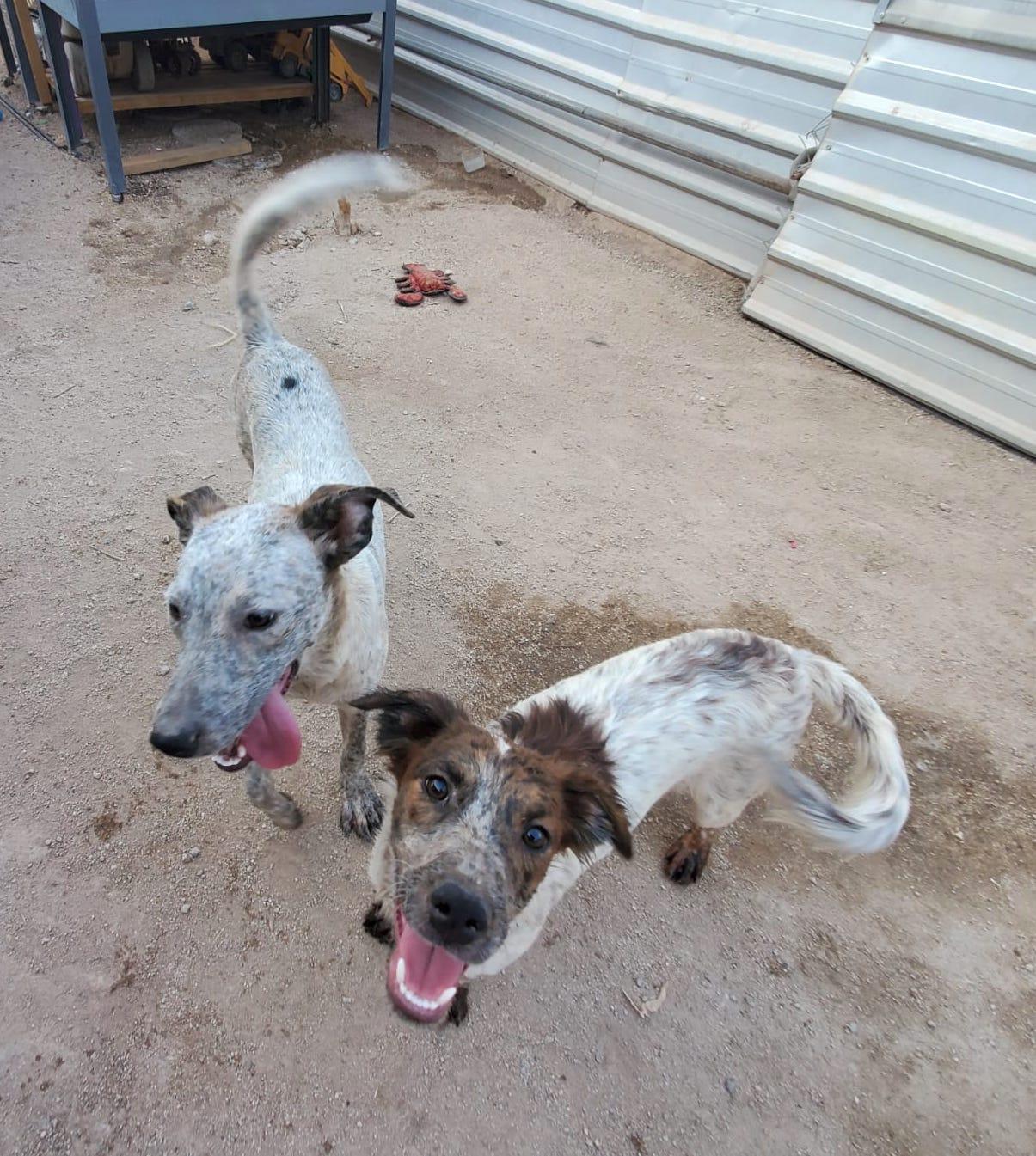 Sonic (2), an adoptable Mixed Breed in Mexicali, BCN, 21280 | Photo Image 4