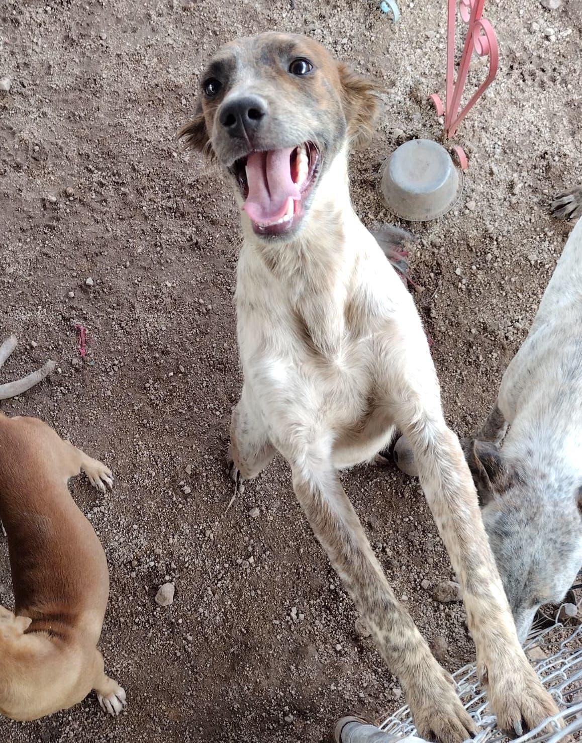 Sonic (2), an adoptable Mixed Breed in Mexicali, BCN, 21280 | Photo Image 5