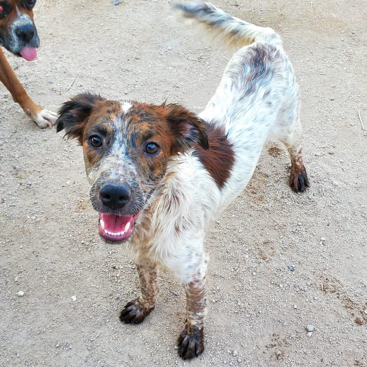 Sonic (2), an adoptable Mixed Breed in Mexicali, BCN, 21280 | Photo Image 1