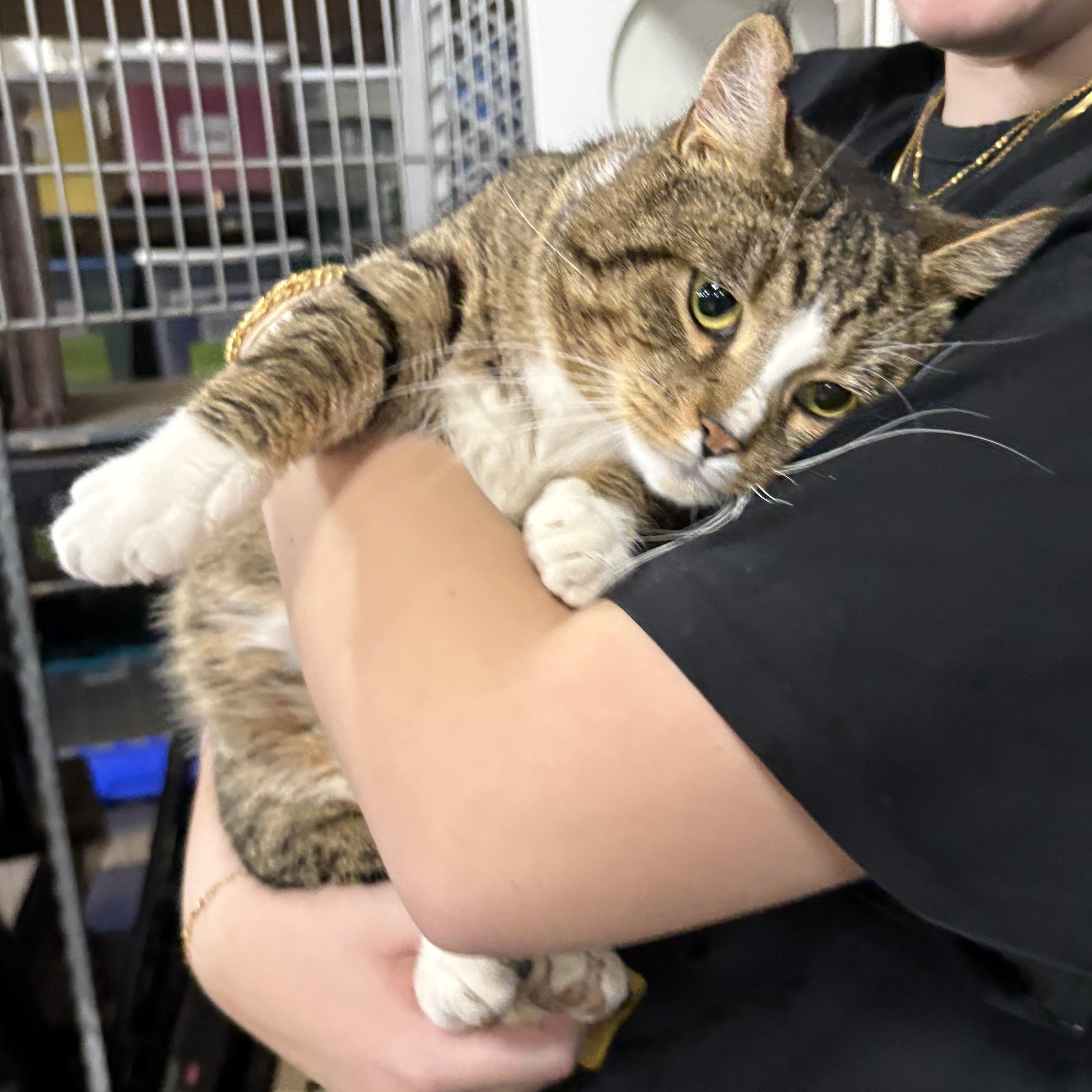 Franklin — thumbnail 4