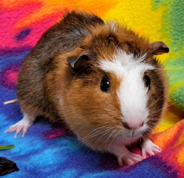 Enlarge Cocoloco, a Adopted Abyssinian in Gary, IN image 1/5