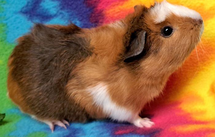 Enlarge Cocoloco, a Adopted Abyssinian in Gary, IN image 2/5