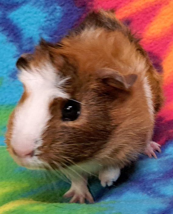 Enlarge Cocoloco, a Adopted Abyssinian in Gary, IN image 3/5