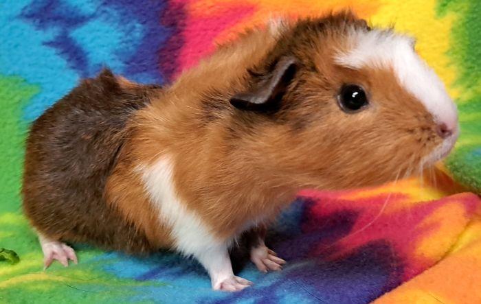 Enlarge Cocoloco, a Adopted Abyssinian in Gary, IN image 4/5