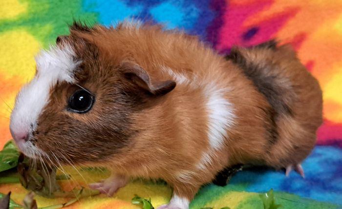 Enlarge Cocoloco, a Adopted Abyssinian in Gary, IN image 5/5