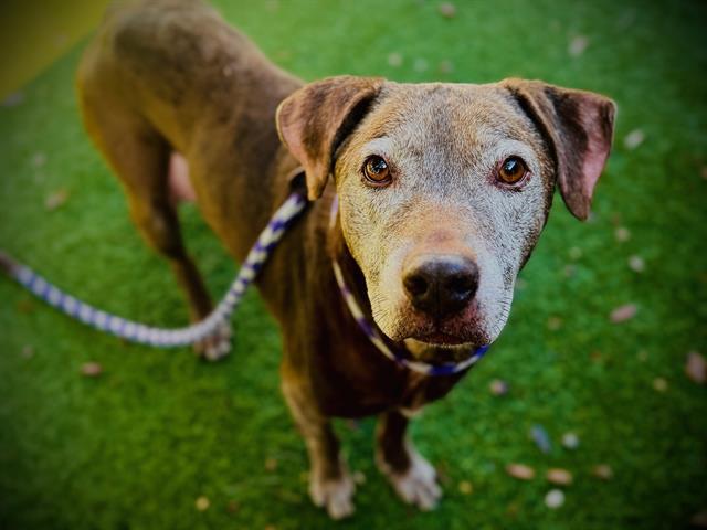 MADDIE, Adoptable, Adult Female Labrador Retriever & Mixed Breed.