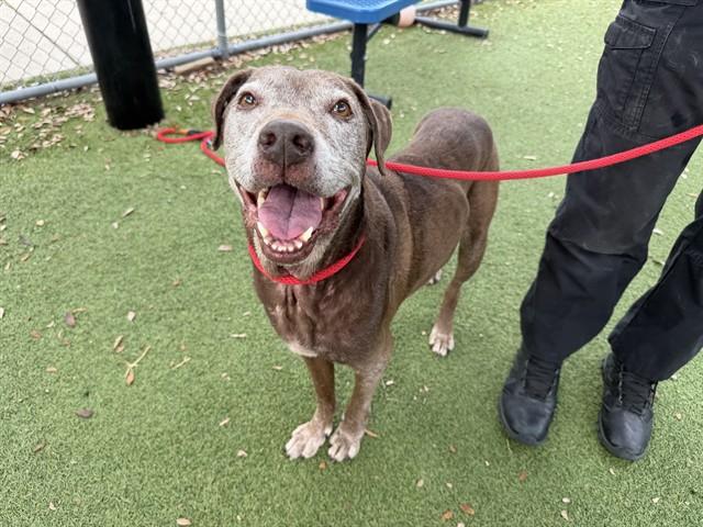 MADDIE, Adoptable, Adult Female Labrador Retriever & Mixed Breed.