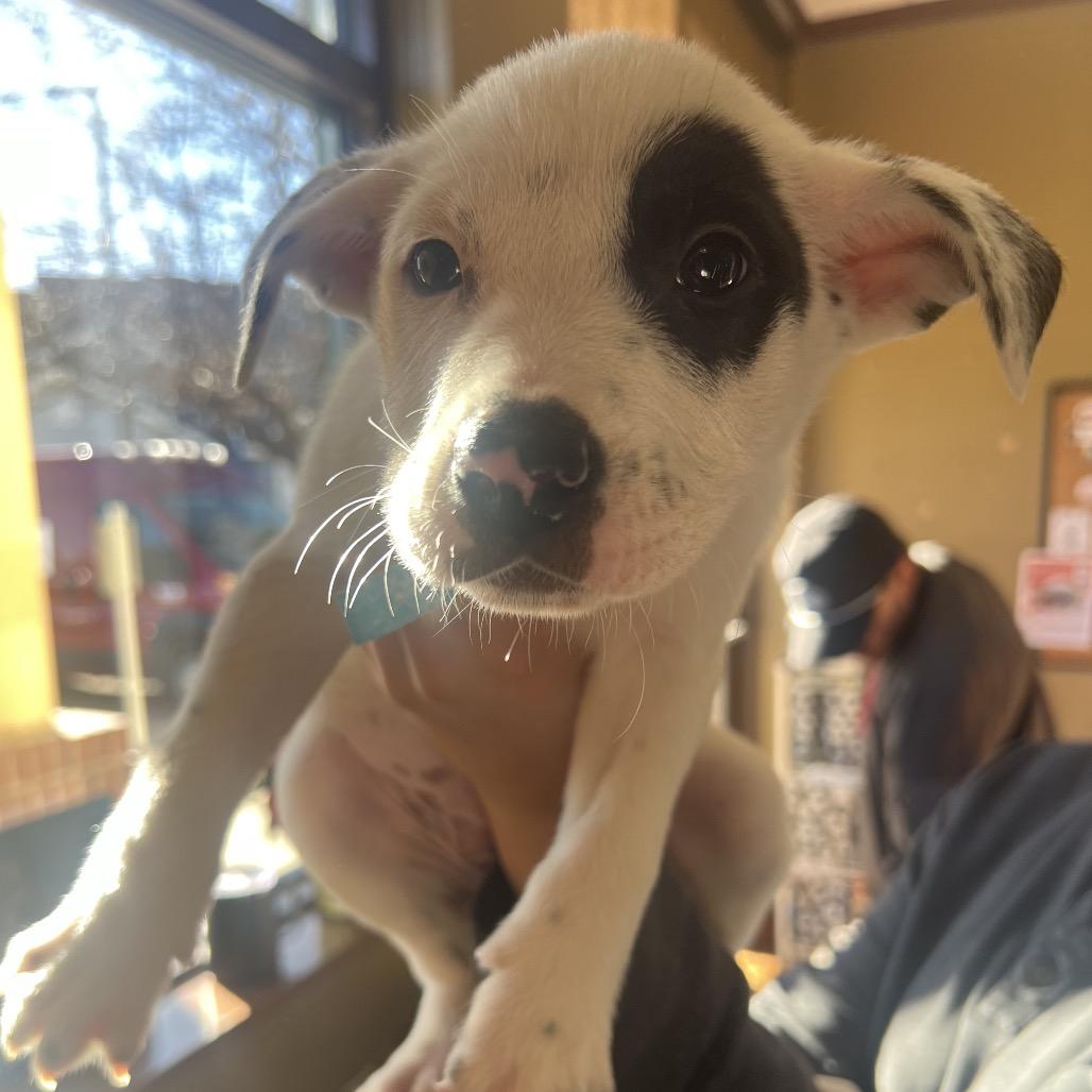 Terry, Adoptable, Puppy Male Pit Bull Terrier.